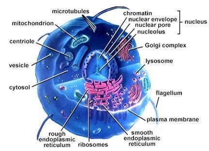 Cells Make Up all living things. All living things are made up of 1 or more cells. | Cells ...