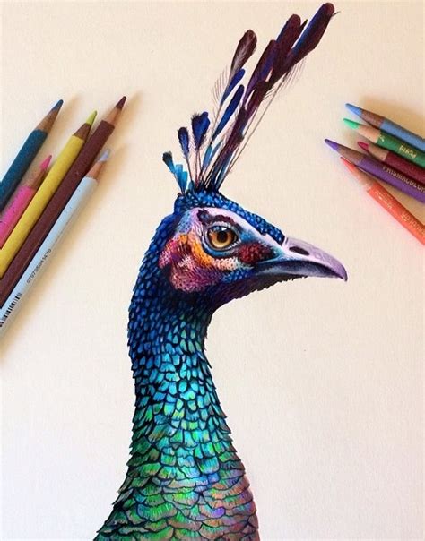 Peacock sketch using colored pencil on a watercolor base - Art Kaleidoscope