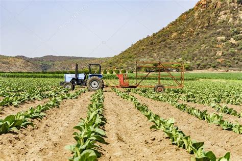 Tobacco Farming in South Africa – Stock Editorial Photo © CameraMan1971 #106969366