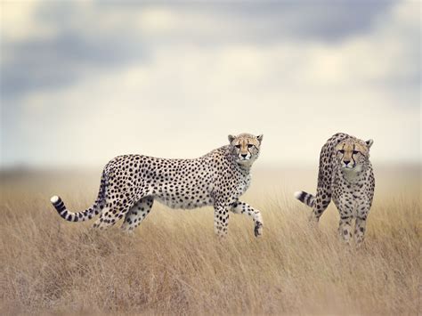 Animal Cheetah HD Wallpapers - Wallpaper Cave