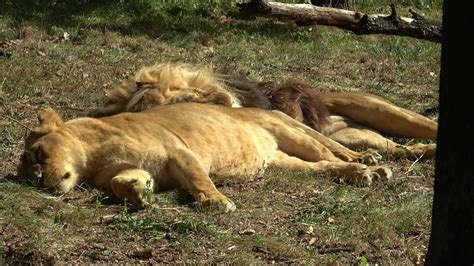 A lion and a lioness sleeping together 16407533 Stock Video at Vecteezy