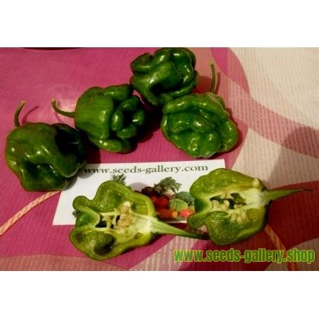 Green Habanero Seeds - Price €1.95