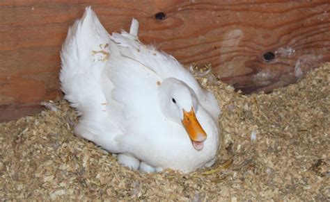 The Best Ducks for Eggs & How to Treat Them - Hairston Creek Farm