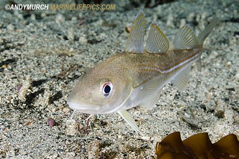 Atlantic Cod Pictures - images of Gadus morhua near Rorvik, Norway ...