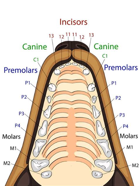 Managing Your Dog’s Dental Hygiene at Home – ruffeodrive