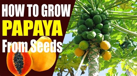 How To Germinate Papaya Seeds | Seedling to Transplant - YouTube