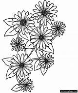 Coloring Pages And Daisy sketch template