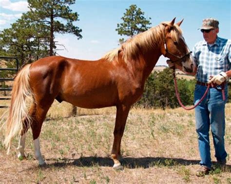 Spanish barb horse. In their new country, Al- Andalus (Iberian ...