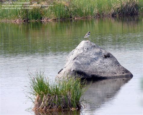 Bird Watching: Birds of the alpine tundra., 1 by Grasmussen