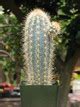 Pilocereus Azureus Cactus Plant - Cactus Limon