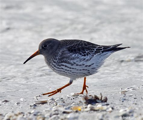 Bruce Di Labio's Blog: December 10-11, 2012 Birding Amherst Island and ...