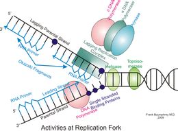 Eukaryotic DNA replication - Wikipedia