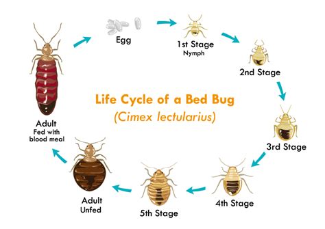 The 7 Stages of a Bed Bugs Life - Pronto Pest Management