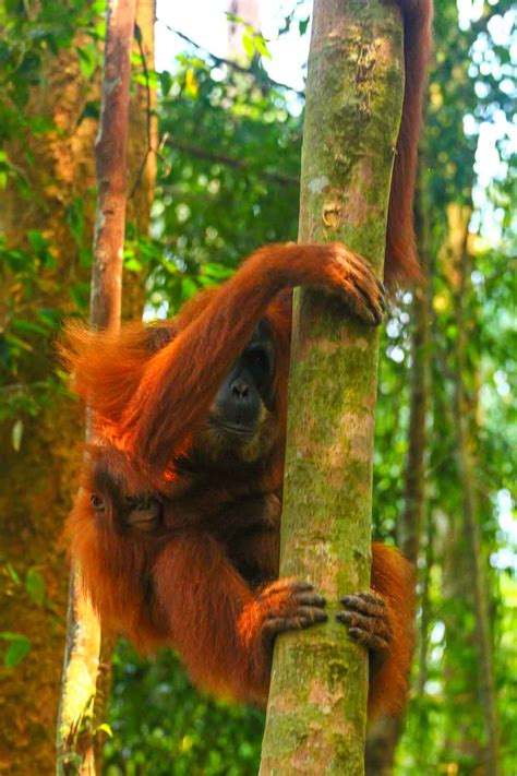 Gunung Leuser National Park orangutans, tigers bukitlawang, Indonesia ...