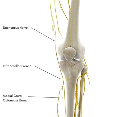 Saphenous Nerve Pain | Saphenous Nerve Anatomy & Distribution