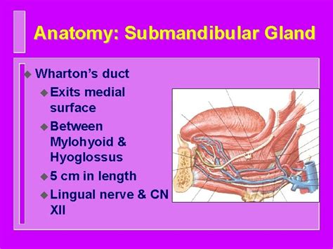 SALIVARY GLAND DISEASES omr Introduction Classification of salivary