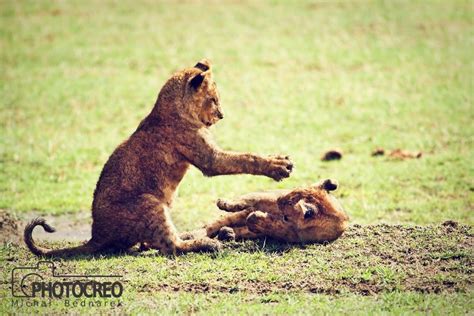 Lion Cubs Playing Graphic by photocreo · Creative Fabrica