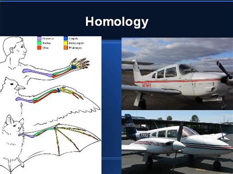 Evolution Of Flight - How Birds and Planes Evolved Flight