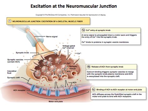 Steps of Skeletal Muscle Contraction, Excitation at the Neuromuscular ...