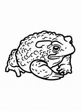 Toad Coloring Pages Printable For Free Download sketch template