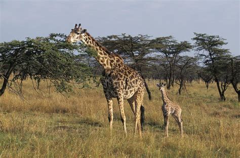 244 Female Giraffe Calf Stock Photos - Free & Royalty-Free Stock Photos ...