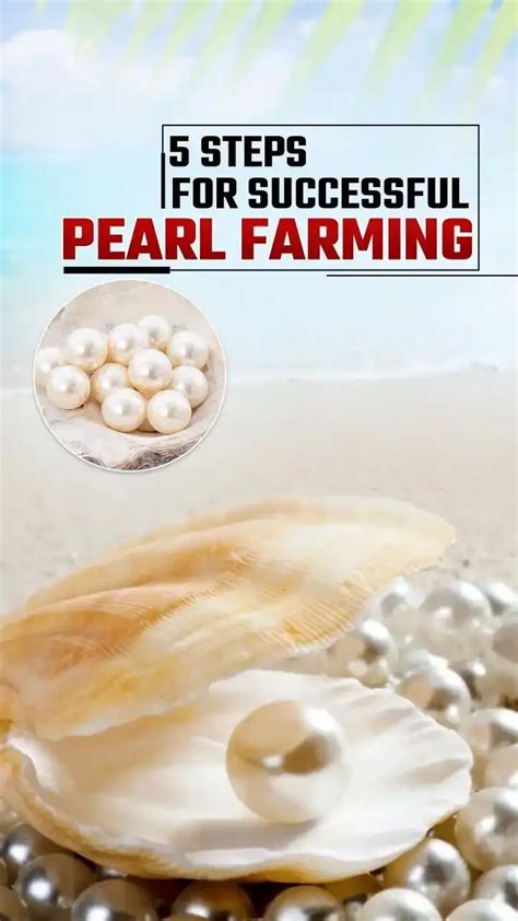 From Oysters to Opulence: 5 Crucial Steps in Pearl Farming