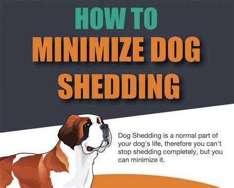 How to Stop and Minimize Dog Shedding [Infographic]