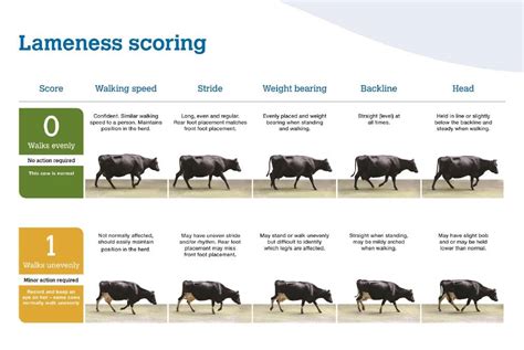 New lameness scoring system | Farm Online | ACT