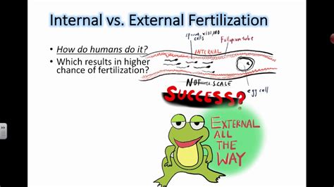 Are Cats Internal Or External Fertilization? The 15 Latest Answer ...