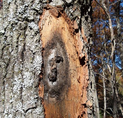 Fungus threatens 'giant, majestic' oak trees, as disease spreads in ...