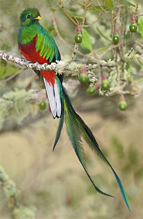 El quetzal, ave nacional de Guatemala | Beautiful birds, Exotic birds ...