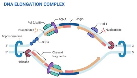 Eukaryotic DNA Replication- Features, Enzymes, Process, Significance