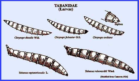 Tabanidae Larvae