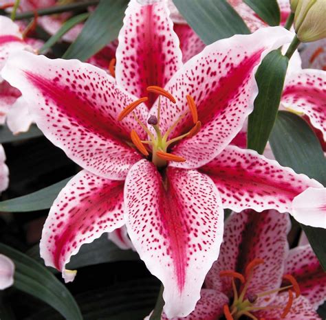 Lilium Flowers: Lilium Flower Gallery 6