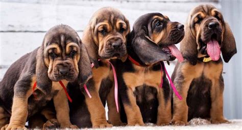 59 Best Bloodhound Dog Names – Male & Female!