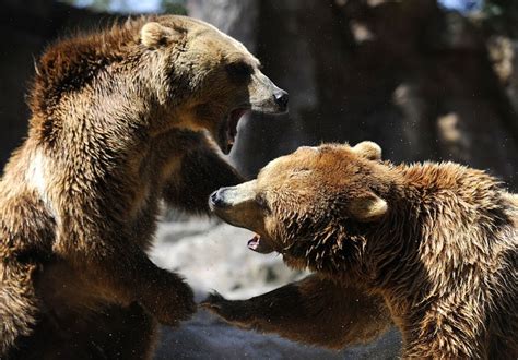 Wildlife Photographer Captures Two Massive Male Grizzly Bears in Alaska ...