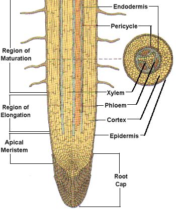 Plants Root System Flashcards | Quizlet