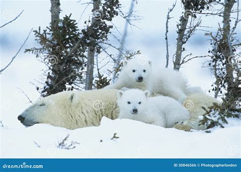 Polar Bear Cubs with Mother in Snow Yukon Stock Photo - Image of ...