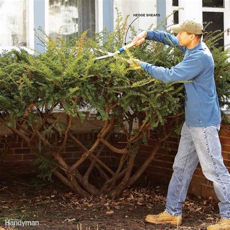 13 Pruning Tips for Healthier Bushes | How to trim bushes, Landscaping tips, Prune