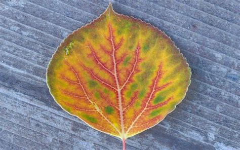 Aspen Tree Leaves Images - Gsm Repairz