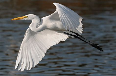 beautiful egret flying above a southern California lake Vintage Bird Cage, Vintage Birds, Bird ...