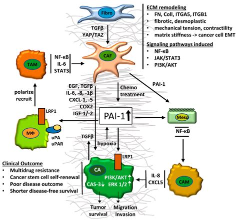 Cancers | Free Full-Text | Cancer-Associated Fibroblasts: Mechanisms of ...