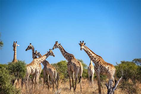 African Adventure Awaits: The Ultimate Guide to Safari Resorts in South ...