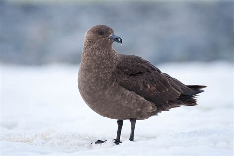 Brown Skua, Antarctic Skua Photo, Stock Photograph of a Brown Skua, Antarctic Skua, Stercorarius ...