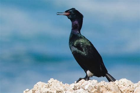 Pelagic Cormorant - eBirdr