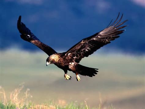 Insights: Golden eagle bird