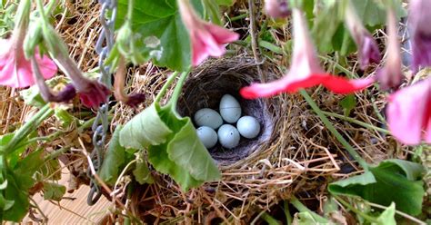 Belle Adorn: Purple Finch Nest with Blue Speckled Eggs