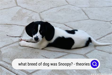 What Breed Of Dog Was Snoopy? (Theories And Photos) - Oodle Life