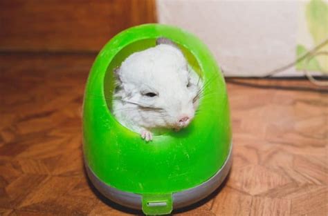 Chinchilla Popcorning (Video And Full Scoop On This Adorable Behavior!)