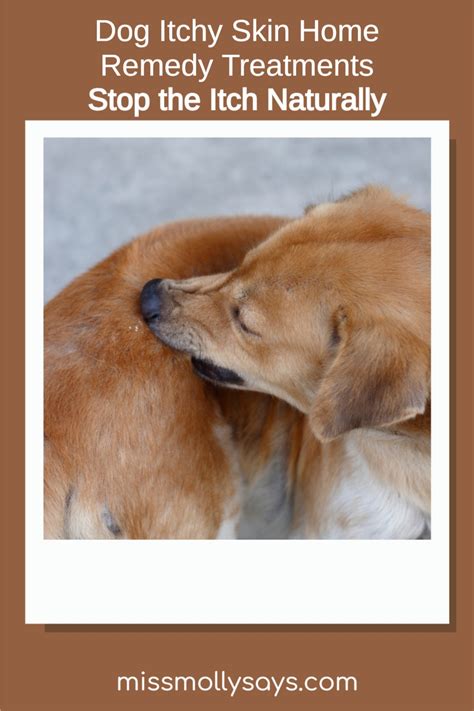 Dog Itchy Skin Home Remedy Treatments: Stop the Itch Naturally